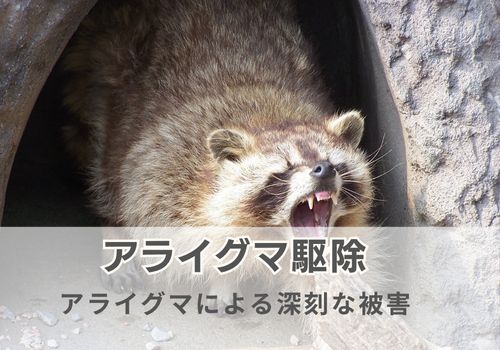 それでも放置できない!アライグマによる5つの深刻な被害