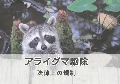 アライグマ駆除に法律上の規制がある3つの理由