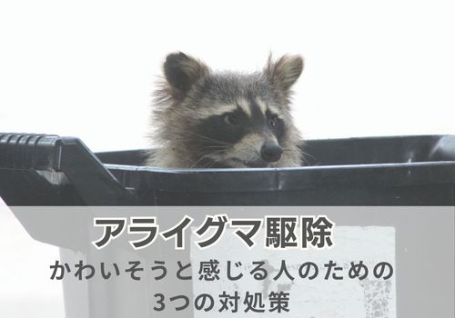 アライグマ駆除がかわいそうと感じる人のための3つの対処策