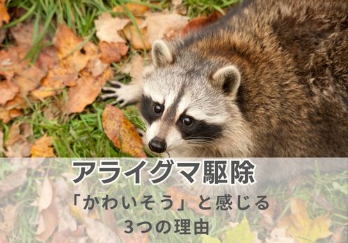 アライグマ駆除は「かわいそう」と感じる3つの理由